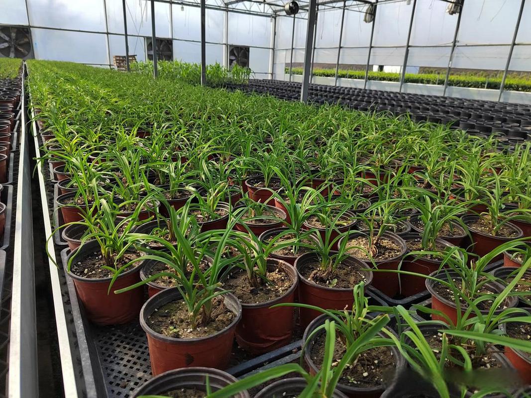 2022年秋冬季,在杭州植物工廠,我們培育了近120款可食用性景觀植物